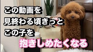 【涙】甘え下手な愛犬の甘え方が切なくて胸が締め付けられる【トイプードル マルプー】