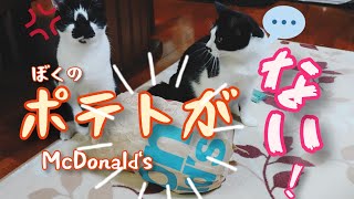 [ハチワレ猫]マクドナルドの紙袋をあげてみたらこうなった