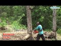 Teak Tree Cutting Teresan (Dry) - Chainsaw Husqvarna 395 XP