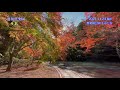 2021.11.24 撮影 偕楽園公園 もみじ谷の紅葉　4k