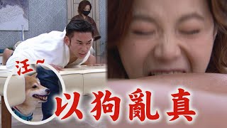 【一家團圓】EP288 雅婷幫大姊求情...彤彤要求自搧耳光 清源老找仙姑麻煩!以喬使計讓他氣到跳腳│Family Reunion