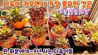 다육이 키우면서 가장 중요시 하는 것은!   ☆한 화분에서 8~9년 살아요!!☆ Succulent Succulents 多肉植物