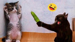 New Funny Animals 😅 Funniest Dogs And Cats Videos 2023🐶😺 #7