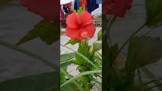 hibiscus plant....a very common plant that is found in most garden