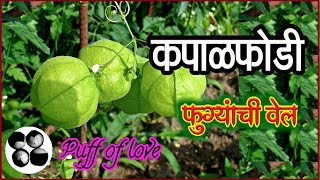 कपाळफोडी जबरदस्त रानभाजी | kapalfodi | Balloon plant | puff of love | #ranbhaji | kapalphodi