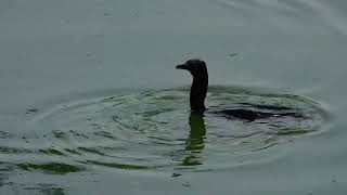 Indian Cormorant bird cathing fish from lake | cormorant bird diving and catching fishes