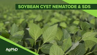 Sudden Death Syndrome | Soybean Cyst Nematode (From Ag PhD #1092 - Air Date 3-10-19)