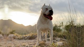 The Power of  Dogo Argentino | How Strong Is a Dogo Argentino's Bite Force?