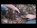 metal detecting out in the woods of mississippi first time