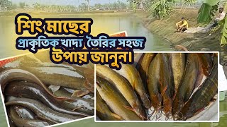 শিং মাছ চাষে সফল হতে চান? এই ভিডিওটি দেখুন এবং জানুন কীভাবে প্যালেট খাবারের বিকল্প নিজেই তৈরি করবেন।