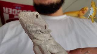 TAME \u0026 TRAIN YOUR BEARDED DRAGON