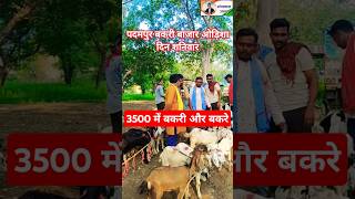 Padampur bakri bazzar Odisha। #bakrifarming #goathusbandry #omprakashausar #bakripalanodisha