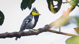 Yellow cheeked Tit 黃頰山雀