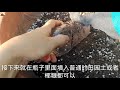 废弃水瓶别扔，教你一招变废为宝，用来“高压”百香果，10天爆根