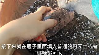 废弃水瓶别扔，教你一招变废为宝，用来“高压”百香果，10天爆根