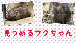 【wombat】見つめるフクちゃん☆(His eyes focused on me )