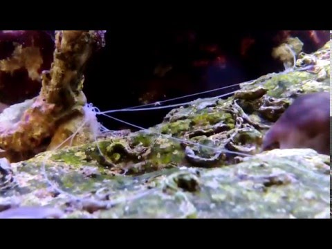 Are spaghetti worm reef safe?
