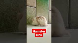 HAMSTER LUCU #shorts #kubrachannel #hamster #hamsters #cute #hamstermaze #funny #hamsterlucu