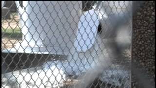 Hidalgo County voters decide on Drainage system