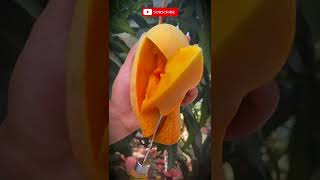 Satisfying Mango Fruit Cutting 😋😇🥰 #shorts #fruit #fruits #fruitcutting #satisfying #mango #goa #me