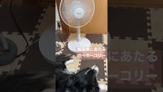 一番涼しい場所を知ってるボーダーコリー