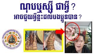 តើ ណុបឬស្សី គឺជាអ្វី ពូកែយ៉ាងណា សូមស្វែងយល់