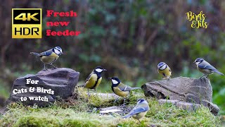 Birds \u0026 tits: fresh new birds feeder - 4K HDR - CATs tv