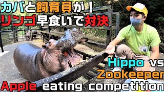 カバと飼育員がリンゴ早食い競争 Hippo VS Zookeeper eating apple