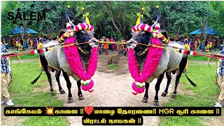 காங்கேயம் 💥காளை ||❤️மாலை தோரணை|| MGR சூரி காளை || மிரட்டல் நாயகன் ||