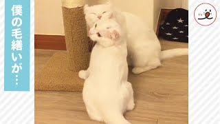 同僚猫に毛繕いを取られてしまう猫さん【 PECO TV 】