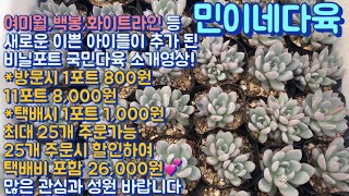 민이네다육/백봉,화이트라인,여미월 등 새롭게 들어온 이쁜 아이들과 함께 비닐포트 국민다육 소개영상/방문시 1포트 800원 택배시 1포트 1,000원 문자주문010-6863-0625