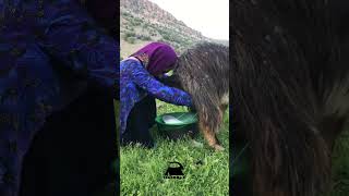 Goat milking🐐🍀 #short #goatmilkingbyhand #IRANomad #nomadiclifestyle