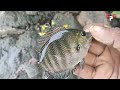 പുതിയ ടൈപ്പ് കരിമീൻ കൊളുത്ത് karimeen fishing fishing video fishing float