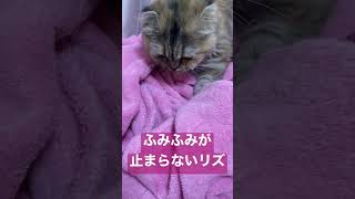 #ふみふみ #ねこ #猫 #cat #にゃんこ #スコティッシュ #スコティッシュフォールド #里親 #癒し #動物 #癒しねこ  #shorts