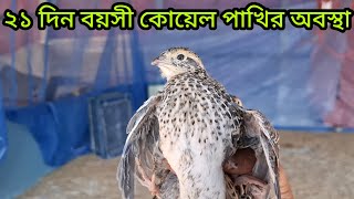 ২১-২২ দিন বয়সী কোয়েল পাখির অবস্থা #কোয়েল_পাখি_পালন