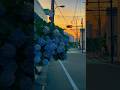 Hydrangeas are blooming everywhere, twilight in summer Tokyo .peace japan