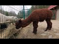 gdansk zoo poland 🇵🇱 4k