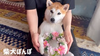 【柴犬ぽんぽ】5月生まれのみなさん、お誕生日おめでとうございます【可愛い日常】