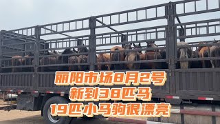 丽阳市场8月2号新到38匹马，里面19匹小马驹漂亮的很多，斤称也大【丽阳牲畜市场】