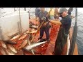 Independence Sportfishing - 7 day - Sept 14-21,2013 Part 4 of 6 - WFO Yellowfin Tuna