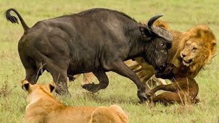 The Hunter Becomes the Hunted Buffalo vs  Lion