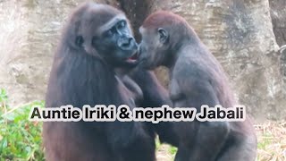 小金剛Jabali和阿姨Iriki互動變多Jabali’s interaction with auntie Iriki has increased#金剛猩猩#gorilla