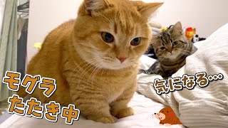 遊びたくて順番待ちしてる子猫が健気で可愛い！笑