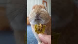 大好物の乾燥キウイ！もりもり食べちゃってください！ #うさぎ #bunny #かわいい