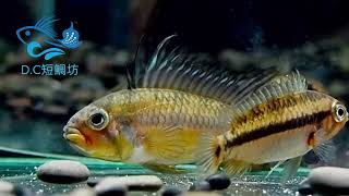 12/5【DC短鯛坊】W黑喉公主短鯛 No.K2【DwarfCichlid】​⁠​⁠@dcasfish