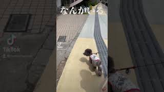 【TikTok】愛犬がお散歩中、国民的アイドル、ドラえもんに遭遇🐶【Encountering a National Star🐶doraemon？】|Cute \u0026 Funny Dog Videos