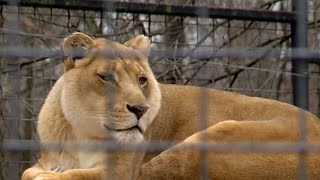 Springfield’s Dickerson Park Zoo officials say security upgrades keep the animals safe