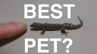 Are Mourning Geckos the RIGHT pet for you?