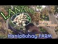 HanipBuhay Farm HARVESTING DOCU LANZONES#agriculture #lanzones