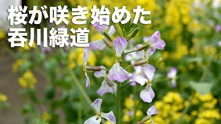 風に吹かれて街歩き　桜が咲き始めた吞川緑道